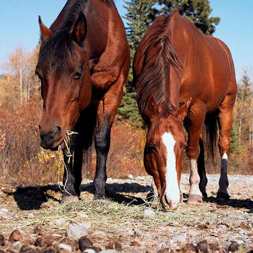 Painéis Fotográficos- Cavalos