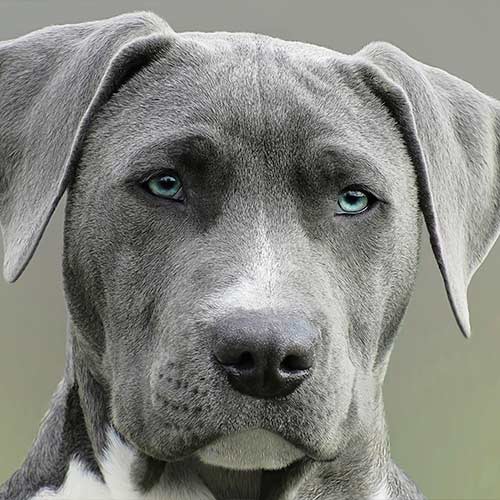 Painéis Fotográficos- Pitbull Cinza